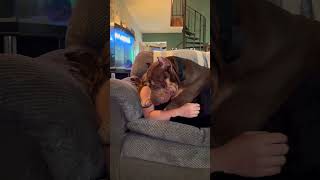 Giant XL Bully love xlbully dogbreed shortsvideo [upl. by Elinet73]