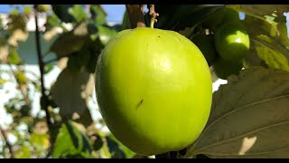 Thai Giant Indian Jujubes  Growing Jujube Fruit in Florida [upl. by Coulombe]