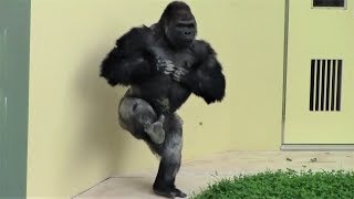 シャバーニ半端ないって Shabani is awesome  Gorilla [upl. by Alded403]