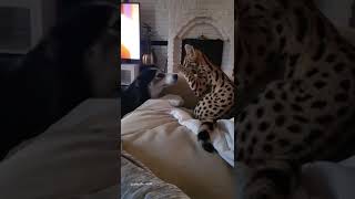 Serval cat vs dog  Savannahcatscom [upl. by Effie905]