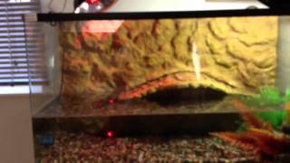 Reptile one pro 90 turtle tank [upl. by Elidad]