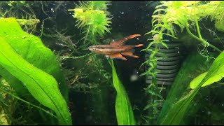 Female and Male Aphyosemion Bitaeniatum Killifish [upl. by Tybalt]