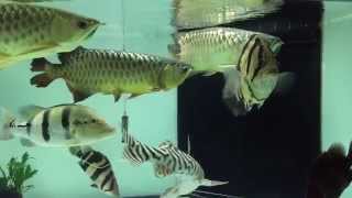 Arowana and Tiger Fish Tank 龙鱼， 泰虎，印尼虎鱼。 [upl. by Craggie]