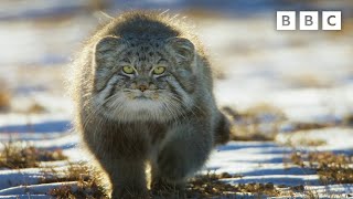 World’s Grumpiest Cat I Frozen Planet II I BBC [upl. by Philis]