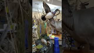 Alabama Taxidermy Convention Pt 3 June 2023 Sheffield AL walk thru mount entries [upl. by Bergerac440]