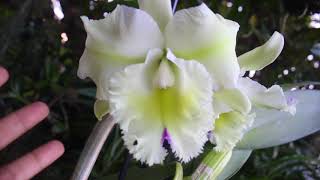 Blc Mystic Lady Lime Morning REVIEW [upl. by Daile]