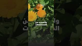 أفضل جيل منظف للبشرة الدهنية منصوح به من طرف خبراء البشرة AVOIR LABORATOIRE DERMATOLOGIQUE [upl. by Coheman]