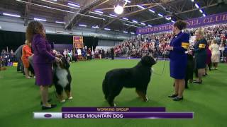 Westminster 2017  Bernese mountain dog [upl. by Ellehcen]