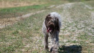 Comparing the Wirehaired Pointing Griffon amp Vizsla Which Hunting Breed is Right for You [upl. by Hagi840]