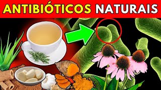 12 Plantas Medicinais com Efeitos Antibióticos Naturais [upl. by Donetta]