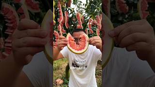 Amazing red honey pomelo harvesting fruit food shorts [upl. by Inglis795]