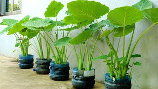 Recycle Plastic Bottles Grow Colocasia Gigantea at Home [upl. by Kaliope54]