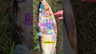 Silver carp and bighead carp cube bait has a good effect on catching fish It is easy to catch b [upl. by Montana]