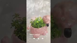 황금세덤 Sedum makinoi 귀여운화분 강아지화분 세덤 반려식물 [upl. by Eirellav229]