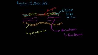 Formation of the Neural Plate [upl. by Nandor959]