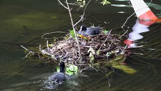 Coots maintaining nest at the bridge [upl. by Eelnayr]