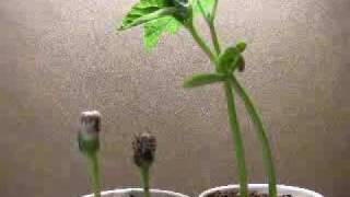 Sunflowers and Beans Growing TimeLapse Animation [upl. by Penoyer464]