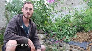 10 plantes pour le paillage en permaculture 1010  La Lavatère [upl. by Briny]