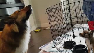 Puppy Learning to Howl Sheltie Teaching Sheltie [upl. by Magill]