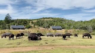 Views of animals from the Botlierskop Bush Villas [upl. by Noxaj]