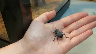 Great beginner pet Blue death feigning beetle care Asbolus verrucosus [upl. by Nehpets]