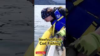 Big Sea SMALL COD Newfoundland Cod Jigging Grounds [upl. by Morgan]