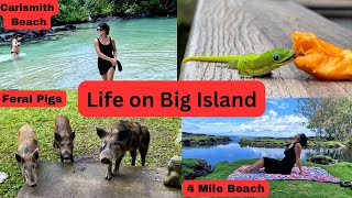 Life in Pahoa Big Island Hawaii  4 Mile Beach Parks  Gardening [upl. by Nath64]