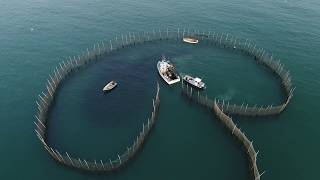 Seining Pats Cove Weir [upl. by Nelluc]