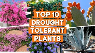 10 Drought Tolerant Plants That Will Survive The Driest Conditions ☀️✨🌼 [upl. by Domini564]