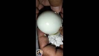 Cassies💞Channel is live DUCK EGG WHITE CRACK AND PEELING YUMMY TRENDING VIRALVIDEO [upl. by Giusto]