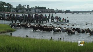 Thousands Gather To Watch 94th Annual Chincoteague Pony Swim [upl. by Aerdnu]