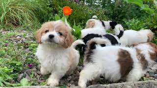 Cavachon Puppies [upl. by Brittaney]