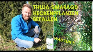 Thuja Smaragd bekommt braune Stellen Befall von weißer Fliege schwarze Triebe Tipps [upl. by Gwendolin]