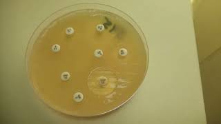 Antimicrobial Susceptibility Testing of Bacteria on MullerHinton agar Demonstration [upl. by Bahe]