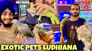 EXOTIC PETS LUDHIANA  IGUANA  AFRICAN GREY PARROT viral [upl. by Gader]