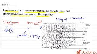 In a dorsiventral leaf palisade parenchyma lies towards A and spongy parenchym [upl. by Mattias]