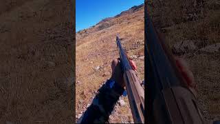 3 MUESTRAS y 4 PERDICES hunting chukar perrosdecaza [upl. by Ikceb]