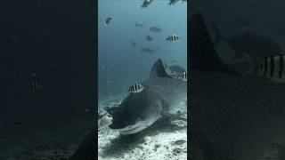 Tiger Shark Madness tigersharks sharkdiving uwvideo tigerzoo [upl. by Aztinad]