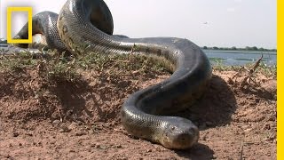 5 Grown Men Vs 1 Big Snake  National Geographic [upl. by Felicidad]