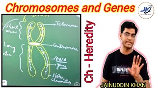 chromosomes and genes  how to draw a chromosome easily  structure of chromosome class 9 and 10 [upl. by Chaddy]