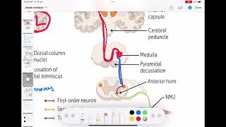 Corticospinal tract  Descending tracts of spinal cord neurology 62  First Aid USMLE Step 1 [upl. by Nabi]