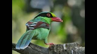 Beautiful Common green magpie birds naturelovers nature [upl. by Yi]