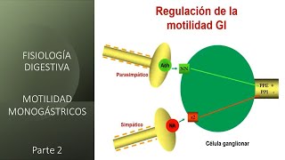 Fisiología digestiva Motilidad monogástricos  Segunda parte [upl. by Daffodil]