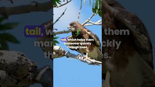 Eagles vs Hawks Natures Aerial Hunters wild animalfacts animals facts shorts nature [upl. by Doughman]