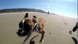 Two Legged Boxer Duncan Lou Who First Trip to the Beach1 [upl. by Nyrem]