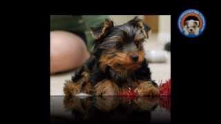 Yorkshire Terrier en Cachorros y mas cachorros [upl. by Carbrey]