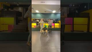 Dancing dog 🐕 song dance soulsongs music soulmusic [upl. by Remo960]