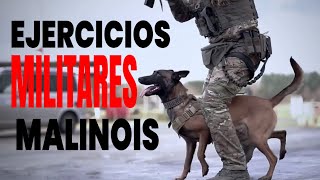 Ejercicios MILITARES para tu Pastor Malinois [upl. by Delacourt]