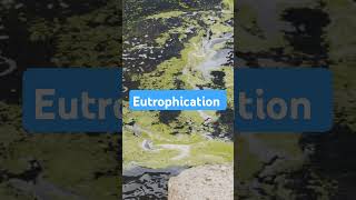 Eutrophication eutrophication algae savewater waterbodies environmentalawareness shorts yt [upl. by Assirual]