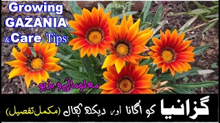 🏵️How to Grow and Care Beautiful Gazania Flowers in Winter🏵️ Complete Guide🏵️ [upl. by Nossyla]